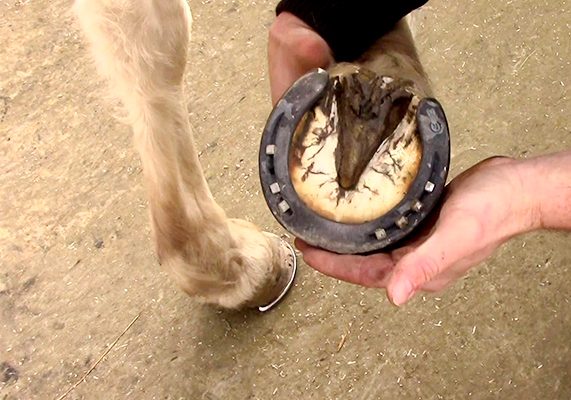 Les 5 erreurs à éviter pour l'entretien du pied d'un cheval, by Pauline