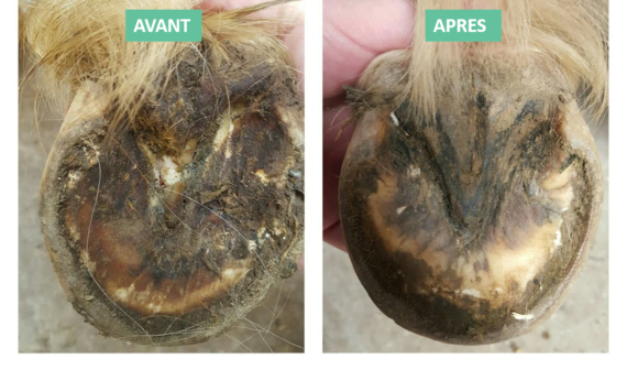 pourriture fourchettes