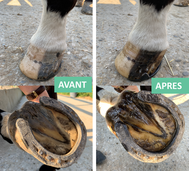 EKIN Onguent Sabot Sec pour chevaux - Produit 100% naturel - EKIN