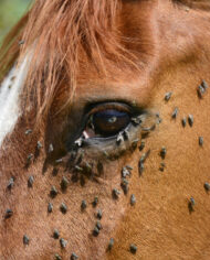 Pferd, Fliegen, Insekten, Parasiten, Infektion, Wehrlosigkei